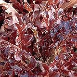 Organic Red Oak Leaf Looseleaf Lettuce - 500 Seeds