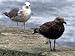 An Oil-Soaked Seagull Stands Next to an Unaffected One Photographic Poster Print, 24x...