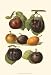 Plum Varieties II - Frank Lloyd Wright Art Print Poster 13 x 19