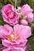 Camellia sasanqua 'Marge Miller' by Monrovia Growers