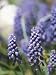 A Close View of Grape Hyacinth Flower Spikes Photographic Poster Print by Darlyne A. Murawski, 30x40