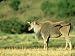 Giant Eland, Taurotragus Derbianus Masai Mara Game Reserve, Kenya Photographic Poster...