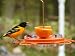Birds Choice 12 Ounce Oriole-Fest, Oriole Feeder