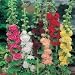 Hollyhock Chaters Double Mixed by Mr Fothergills
