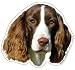 English Springer Spaniel Magnet