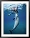 Bottlenose Dolphin, Nuweiba, Egypt, Red Sea Framed Art Poster Print by Jeff Rotman, 39x49