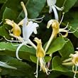 honeysuckle flavor extract