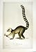 C1990 Mammals Ring-Tailed Lemur Catta Mococo Colour