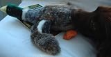 Davina Duck Soft Dog Toy with Squeaker XL Size