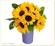 Farmers Choice Sunflower Bouquet