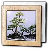 Bonsai Tree - 6 Inch Tile Napkin Holder