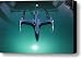 Flying Hood Ornament Canvas Print / Canvas Art - Artist Richard Henne Flying Hood Ornament Canvas Print / Canvas Art - Artist Richard Henne