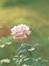 A Single Delicate Pink Rose Blossom Photographic Poster Print, 18x24