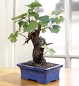 Bonsai Boy's Wine Grape Bonsai-Cabernet