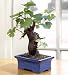 Bonsai Boy's Wine Grape Bonsai-Cabernet