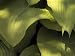 Close Up Detail of Hosta 