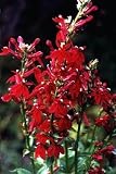 Burgundy Cardinal Perennial 4 Plants - Lobelia