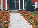 Marigold Border Seed Garden Mat - Instant Garden, Roll N Grow - Seeded Mat - Just Roll and Grow!(Easy & Hassle Free!) - A great gift idea for the home or family yard! Terrific Birthday Present, Holiday or Christmas Gift or Stocking Stuffer! BEST SELLER!