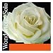 Pirastro Wondertone Solo 4/4 Violin A String - Medium Gauge - Aluminum/Synthetic