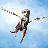 Meerkat Mayhem Bungeeeee! Card