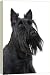 Dog - Scottish / Aberdeen Terrier - 20 Inch Canvas Print (51 cm) by Ardea