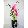 9GreenBox - Live Spiral 3 Style Lucky Bamboo Plant Arrangement with Orchid & Ceramic Vase