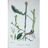 植物学は C1902 古めかしいマスタードのアブラナ属 Adpressa を植えます