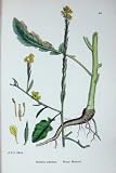 Botany Plants C1902 Hoary Mustard Brassica Adpressa