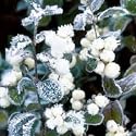Christmas Cards - Charity Pack of 8 - White Berries