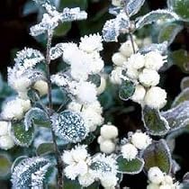 Christmas Cards - White Berries - 8 Charity Christmas Cards supporting Wateraid