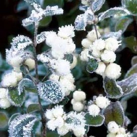 Christmas Cards - White Berries - 8 Charity Christmas Cards supporting Wateraid