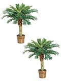 TWO 3' Phoenix Palm Tree in Basket Green