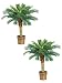 TWO 3' Phoenix Palm Tree in Basket Green