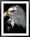 A Bald Eagle Sits in the Shade at the Dallas Zoo Animals Framed Art Poster Print, 39x49