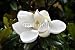 Wallmonkeys Peel and Stick Wall Decals - Magnolia - Removable Graphic