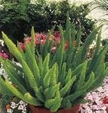 Foxtail Fern Asparagus Meyeri Bush Ground Cover