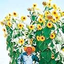King Kong Sunflower 20 Seeds -TALLEST!