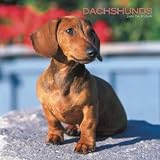 Dachshunds 2008 Wall Calendar