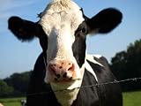 Cow - 24