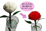 母の日 水に入れると色の変わるカーネーション あか Change Flower...