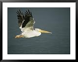 American White Pelican (Pelecanus Erythrorhynchos), Placida, Florida National Geographic Collection Framed Art Poster Print by R
