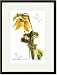 Black Framed/Matted Print 17x23, Sarracenia Flava