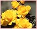 Midas Touch (Rosa Hybrid Tea) - Bare Root Rose