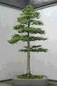 COAST REDWOOD - SEQUOIA SEMPERVIRENS - 10 SEEDS