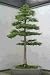 COAST REDWOOD - SEQUOIA SEMPERVIRENS - 10 SEEDS
