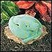 Plush Honduran Palm Viper 52
