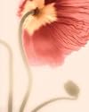 Mystic Poppies I Art Print Poster By Geissler, 16 " x 20 "