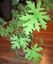 Citronella Mosquito Plant