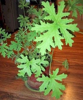 Citronella Mosquito Plant