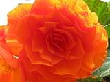 Amazon / Hirts: Bulb; Begonia: Double Orange Begonia 1 Bulb